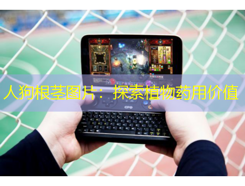 人狗根莖圖片：探索植物藥用價(jià)值