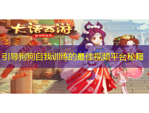 引導(dǎo)狗狗自我訓練的最佳視頻平臺秘籍