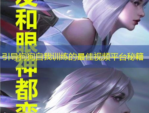 引導(dǎo)狗狗自我訓練的最佳視頻平臺秘籍