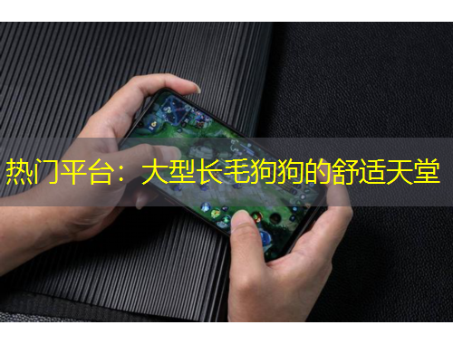 熱門平臺：大型長毛狗狗的舒適天堂