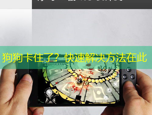 狗狗卡住了？快速解決方法在此