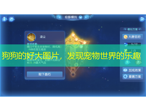 狗狗的好大圖片，發(fā)現(xiàn)寵物世界的樂(lè)趣