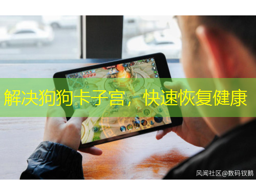 解決狗狗卡子宮，快速恢復(fù)健康