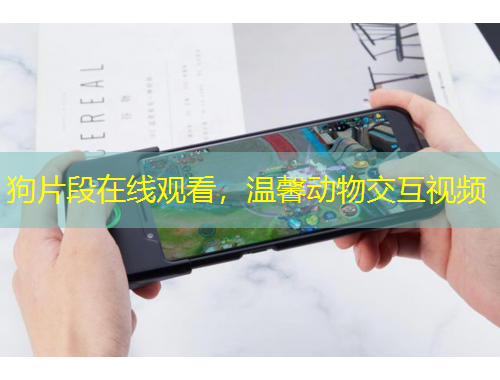 狗片段在線觀看，溫馨動物交互視頻